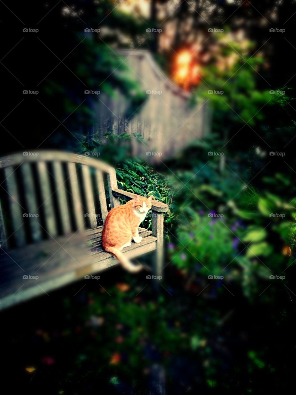 Archie the cat on bench. Archie the cat on bench in garden