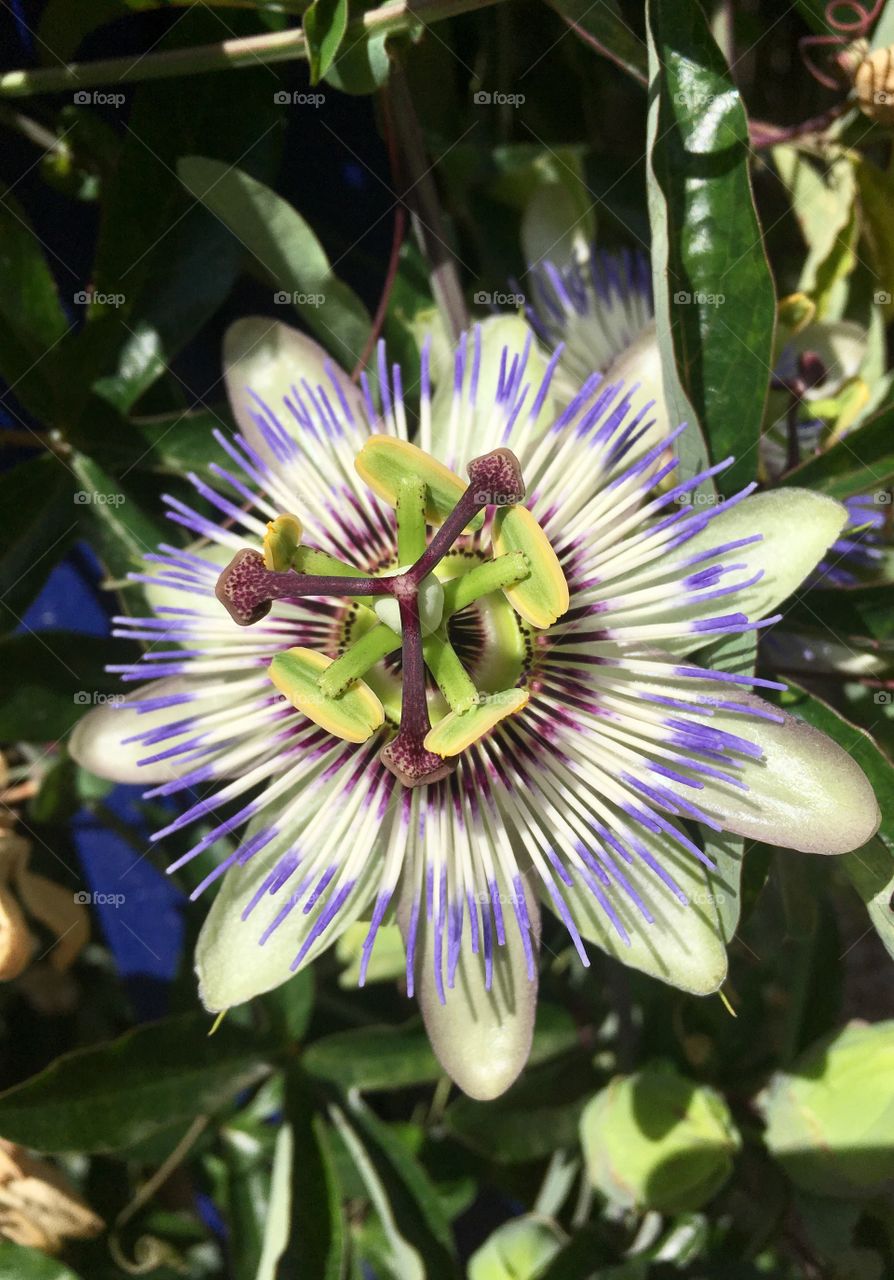 passionflower vibe