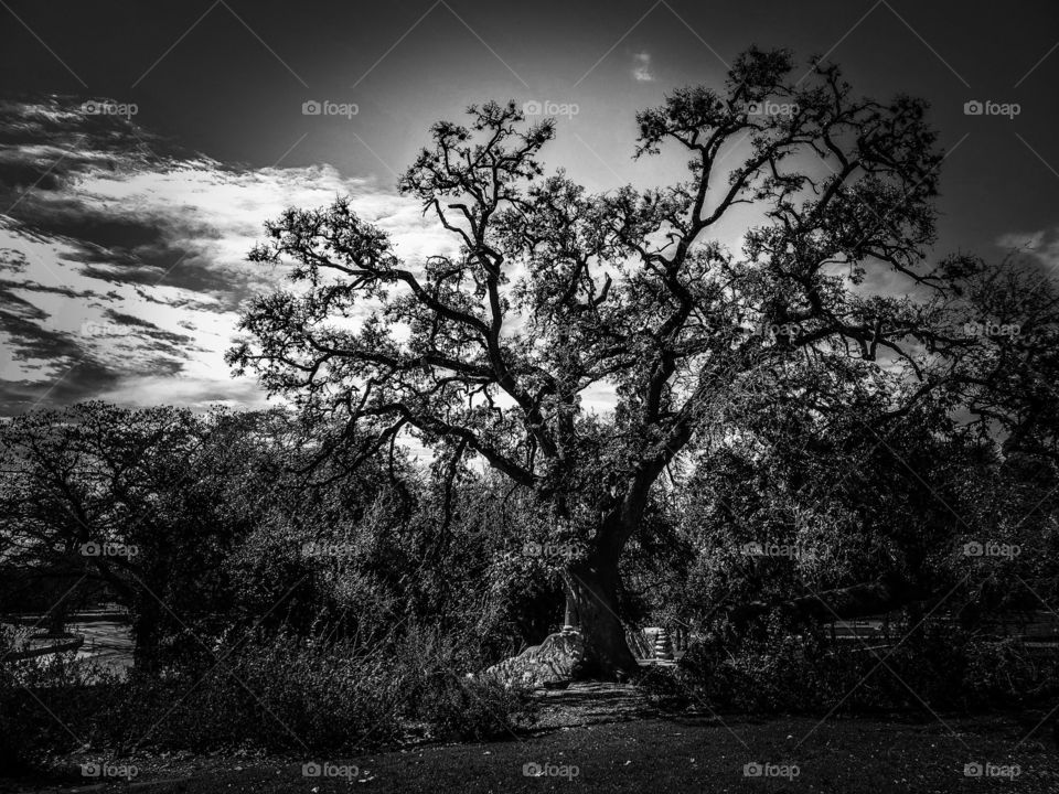 Black and white landscape photo of a beautiful tree surrounded by various textures of plants and shrubs on a partly cloudy day.