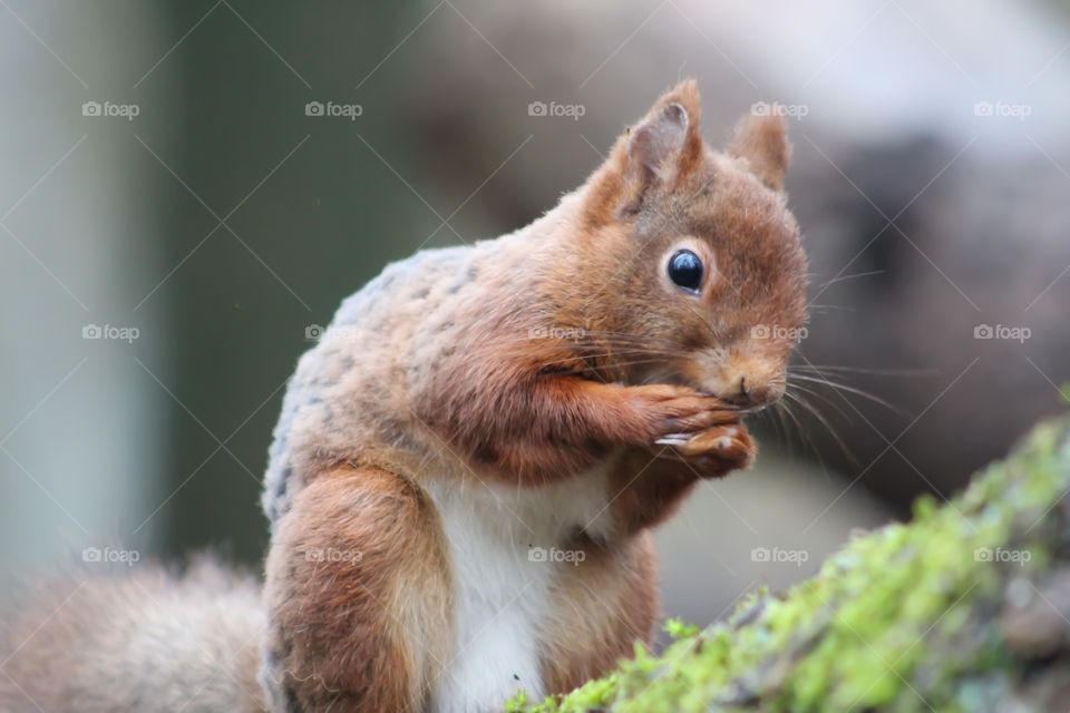 Squirrel