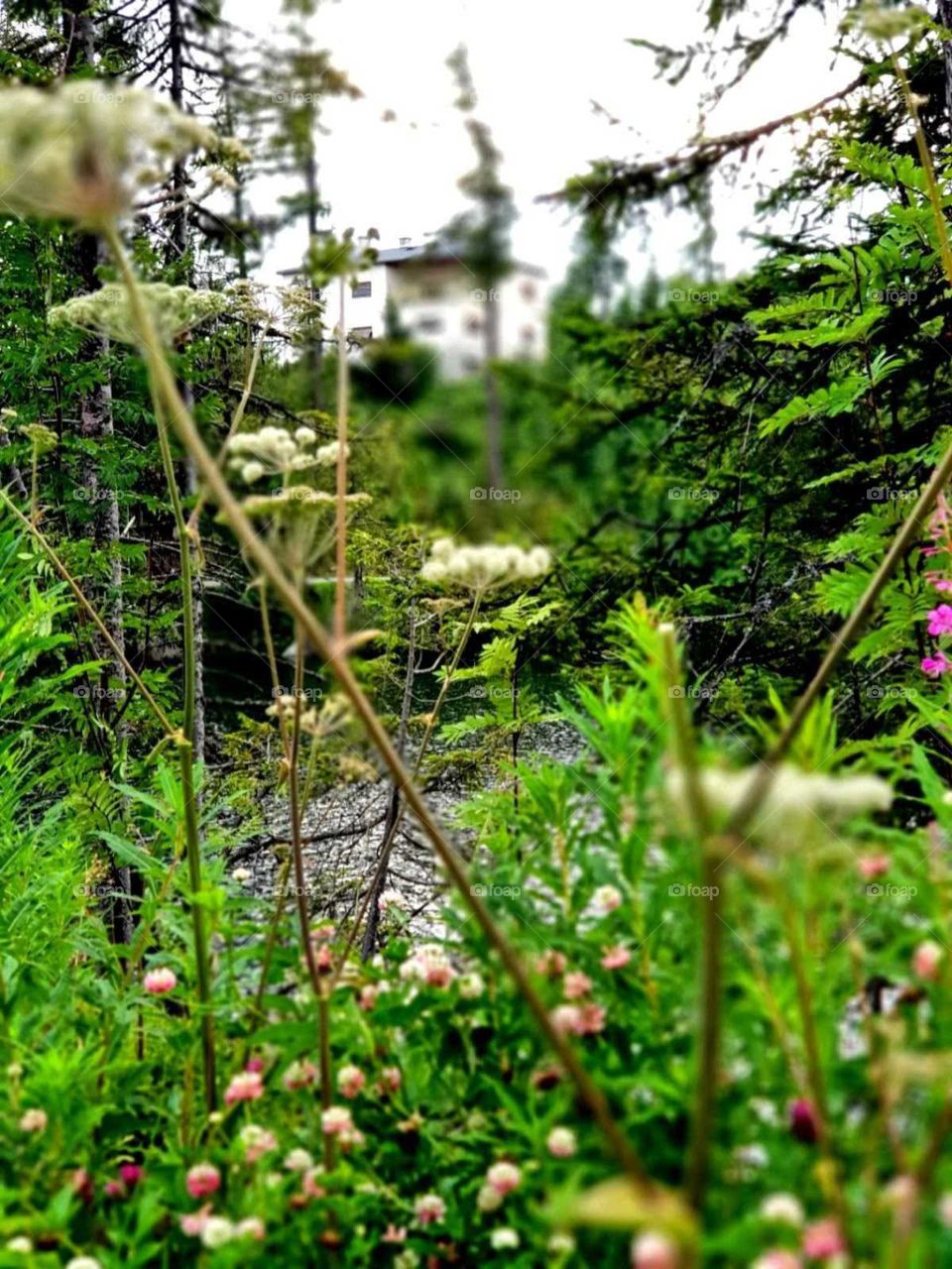 Greenaries in a beautiful national park in Slovakia.