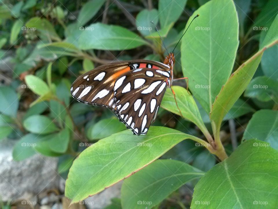 butterfly 3