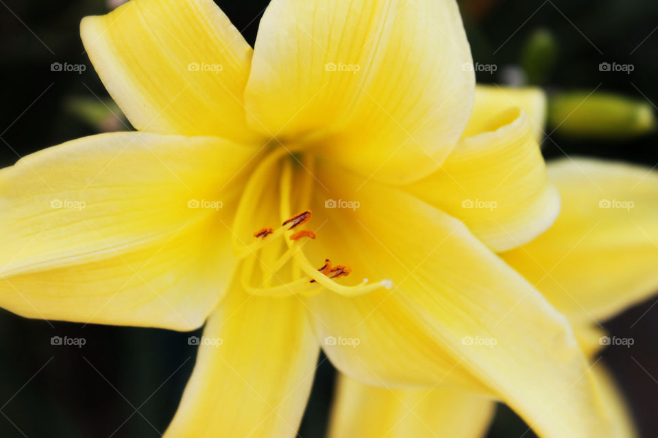 yellow nature flower macro by alex_casillas