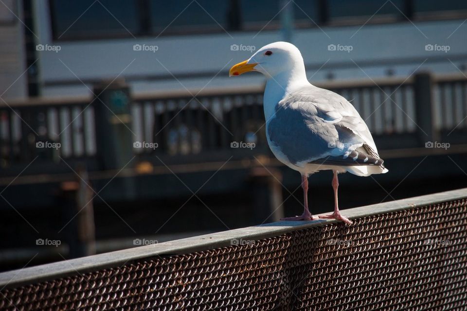 Seattle Seagull