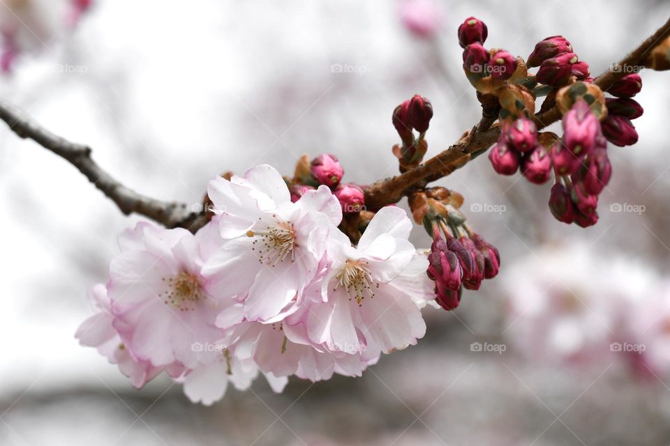 Close up or macro of spring flowers