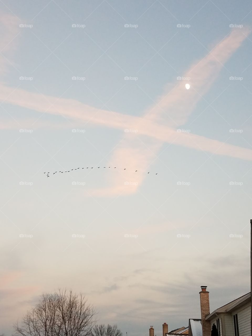 Moon, contrails, and geese