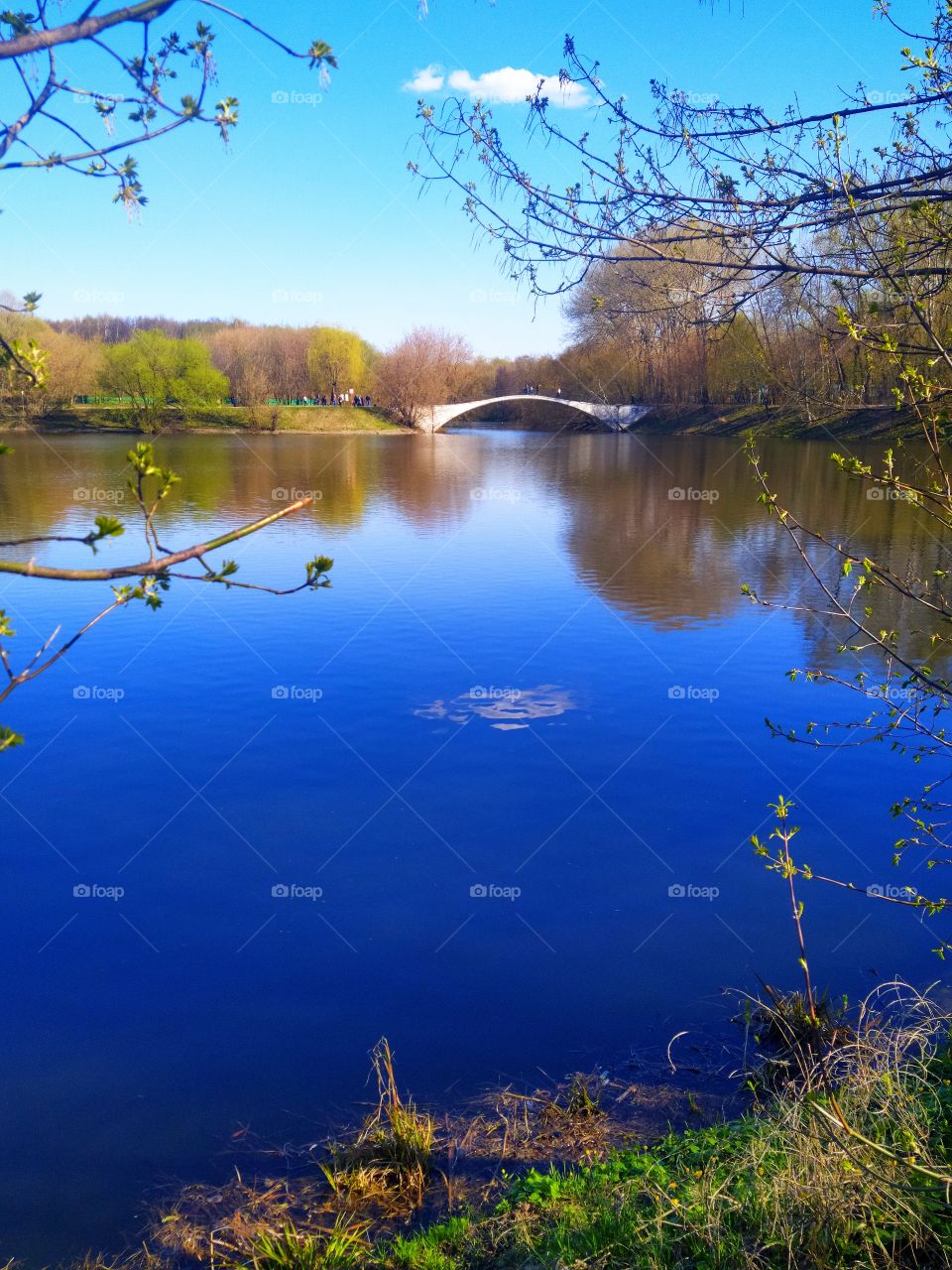 Dark blue pond water, which reflects a white cloud.  Branches with blossoming leaves in the foreground