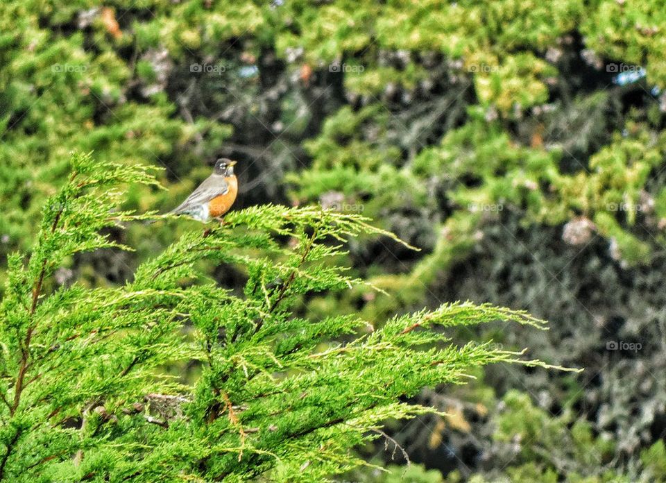 American Robin. Red Robin Perched In A Tree
