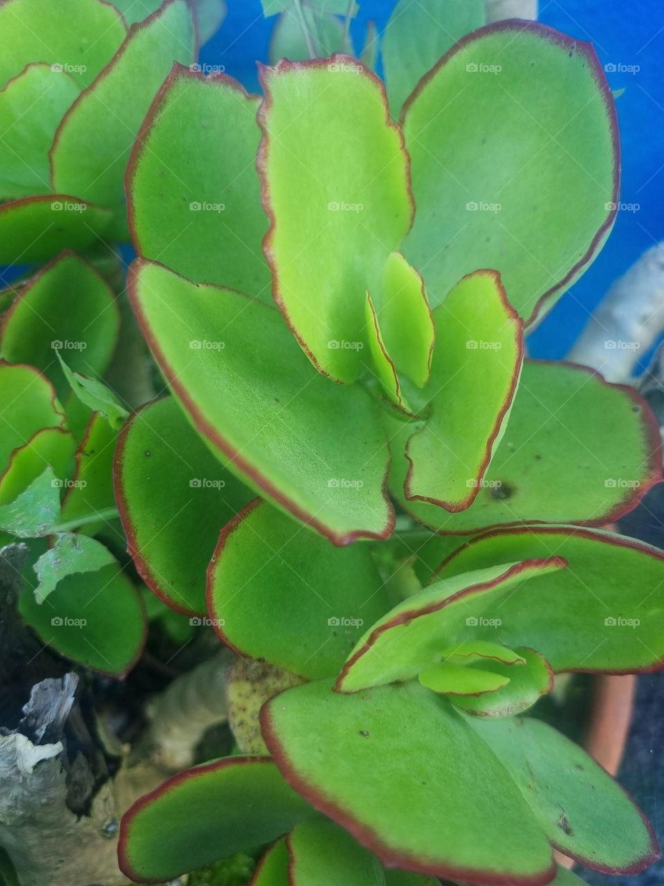 Green flower with red outlines