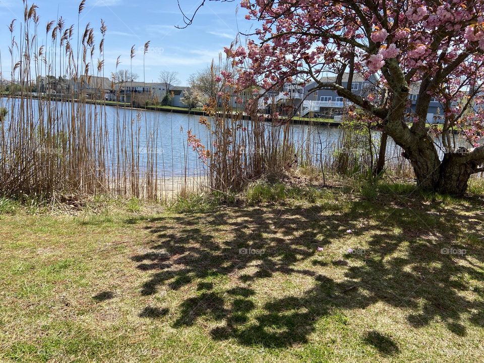 Shadows from a pink flowering tree on the grass by a lake in Point Pleasant Beach, NJ. 