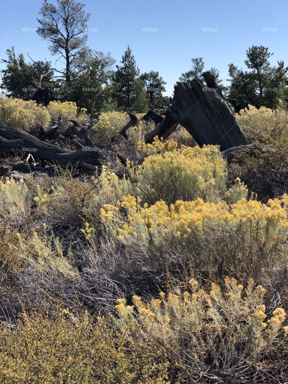 Tranquil scene at Craters of the Moon