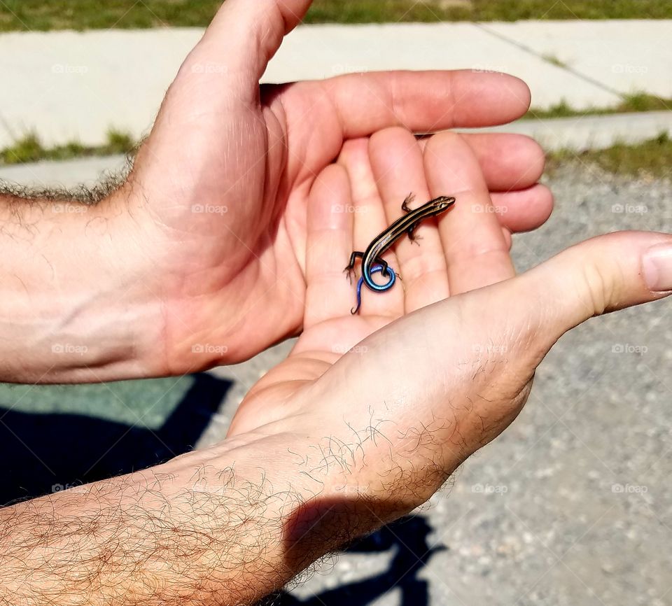 Baby five lined skink