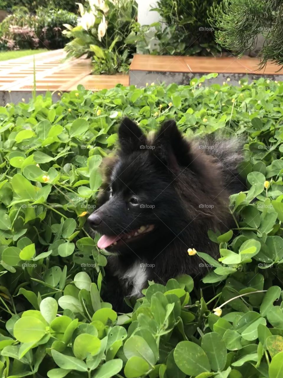 Cachorro Pomerânia no maio das folhas