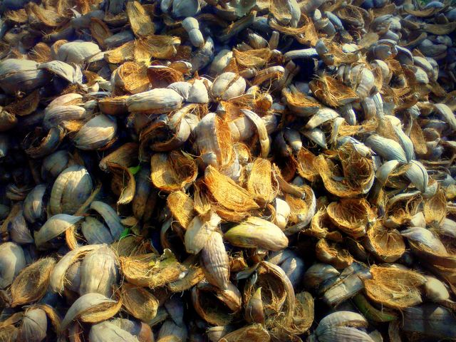 Coconut shell