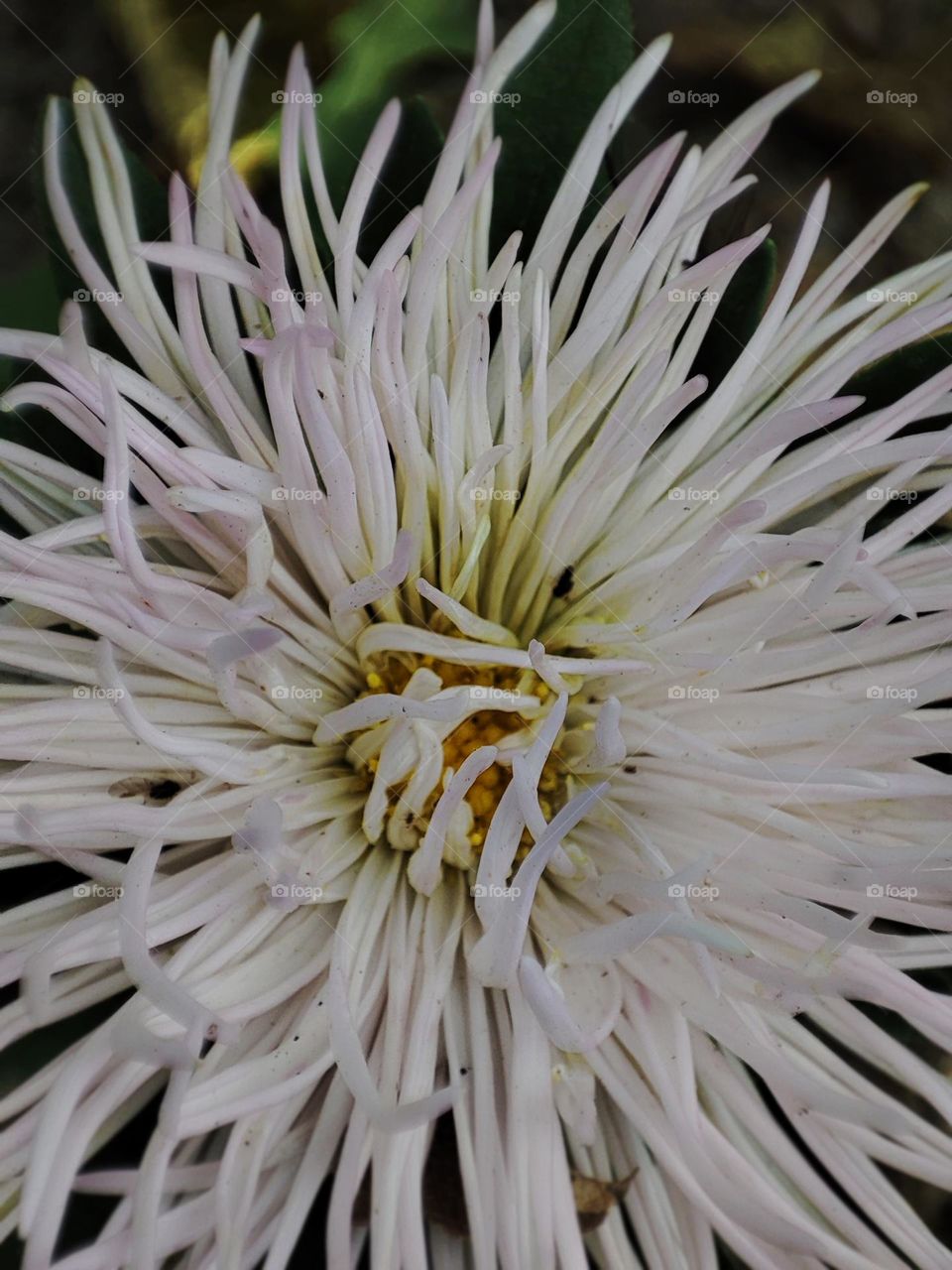 Macro photo of a summer plants