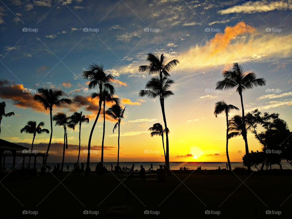 Palm trees on beach at sunset