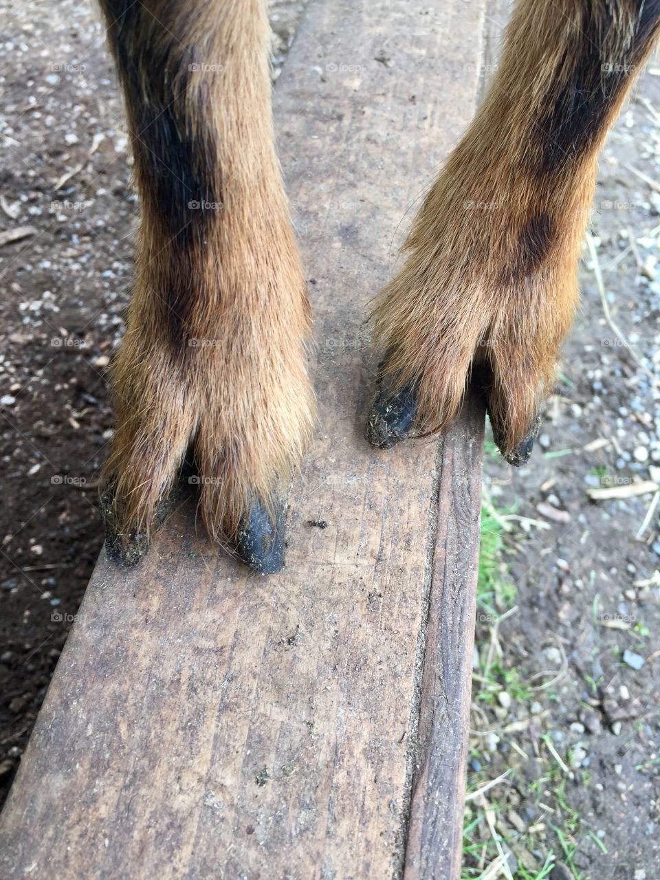 Close up of the hooves of a goat