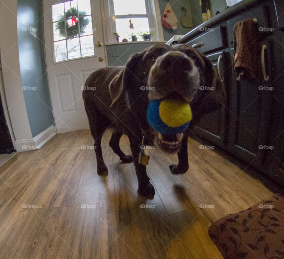 chocolate lab with ball