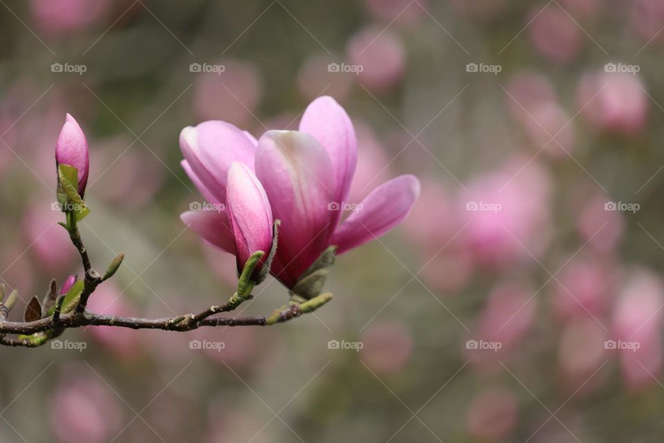 Pink Magnolia