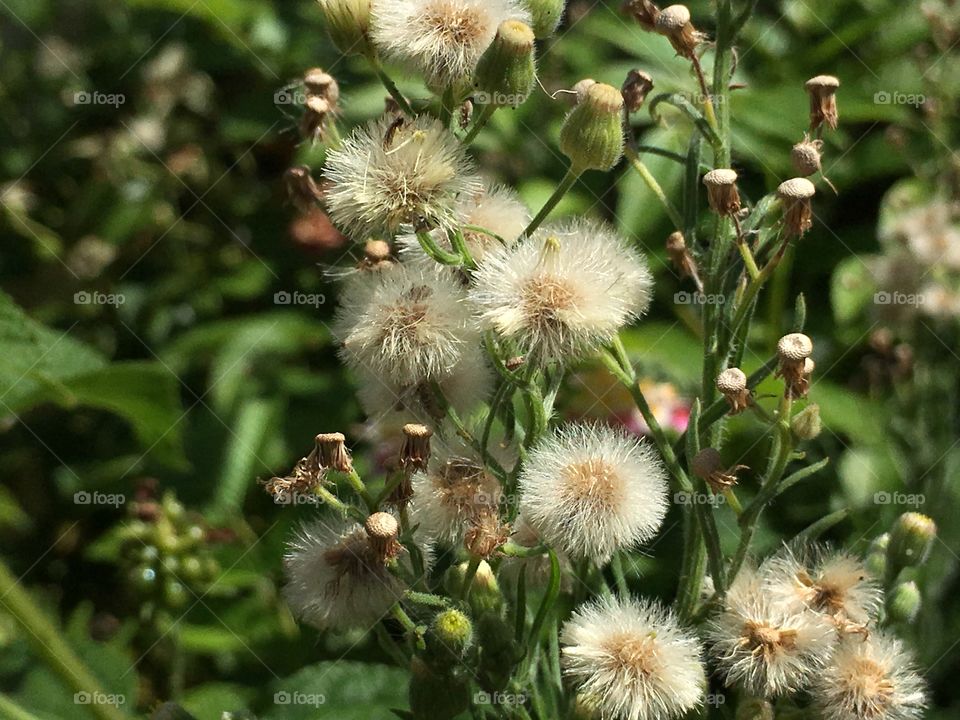 Weeds are beautiful too! And also herald Spring 