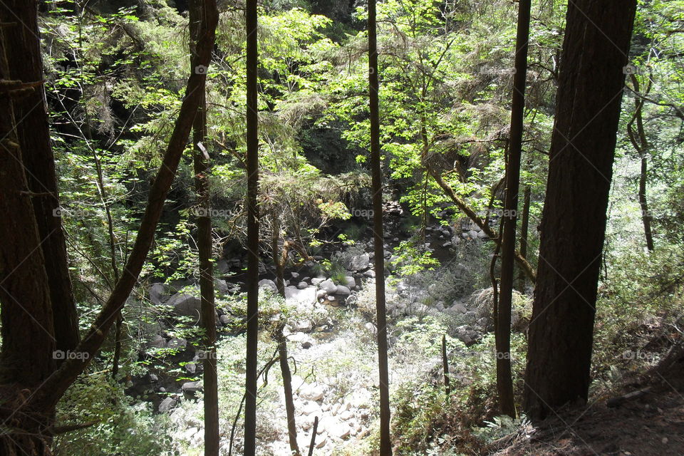 Looking down at a creek in the redwood forest