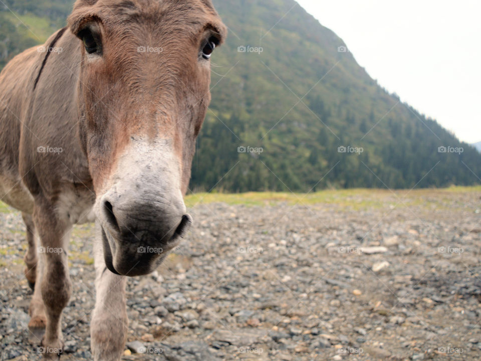 close-up portrait of a funny donkey