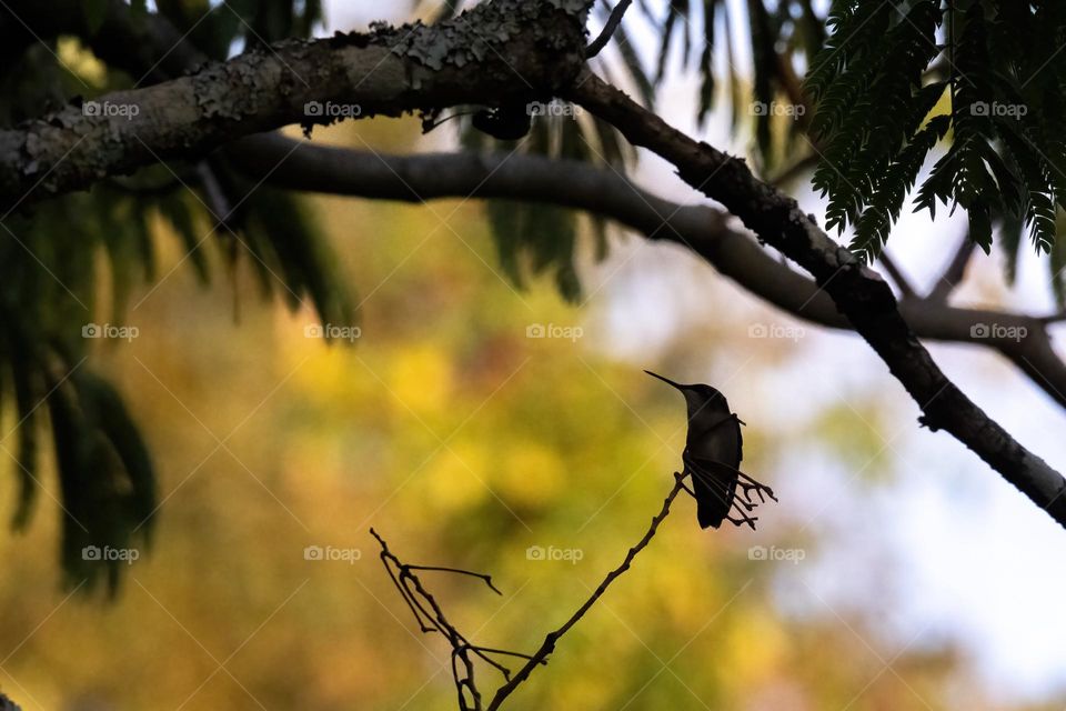 Ruby-throated hummingbird hanging out in the Mimosa tree. 