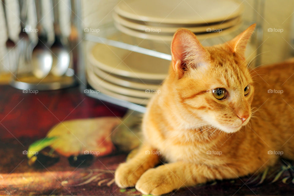 macro close orange cat by seval0001