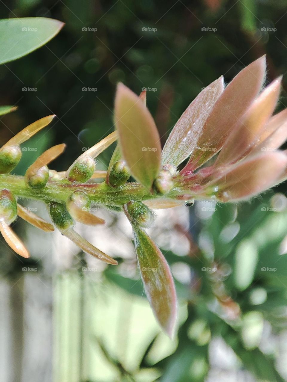 Bottle brush leaves