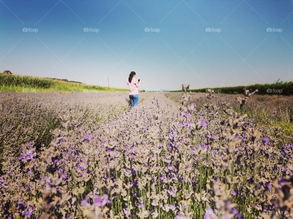Lavender field