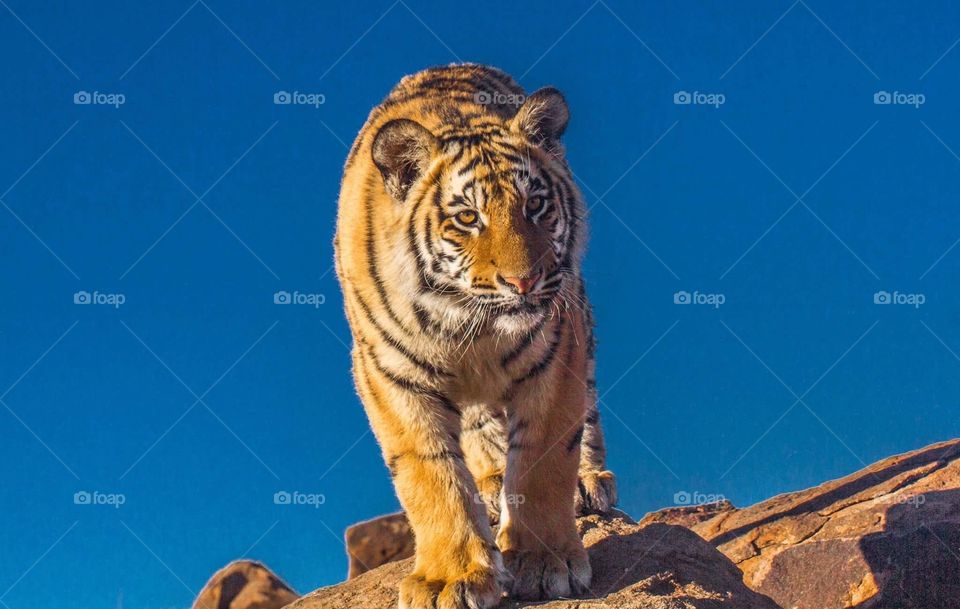 Tiger