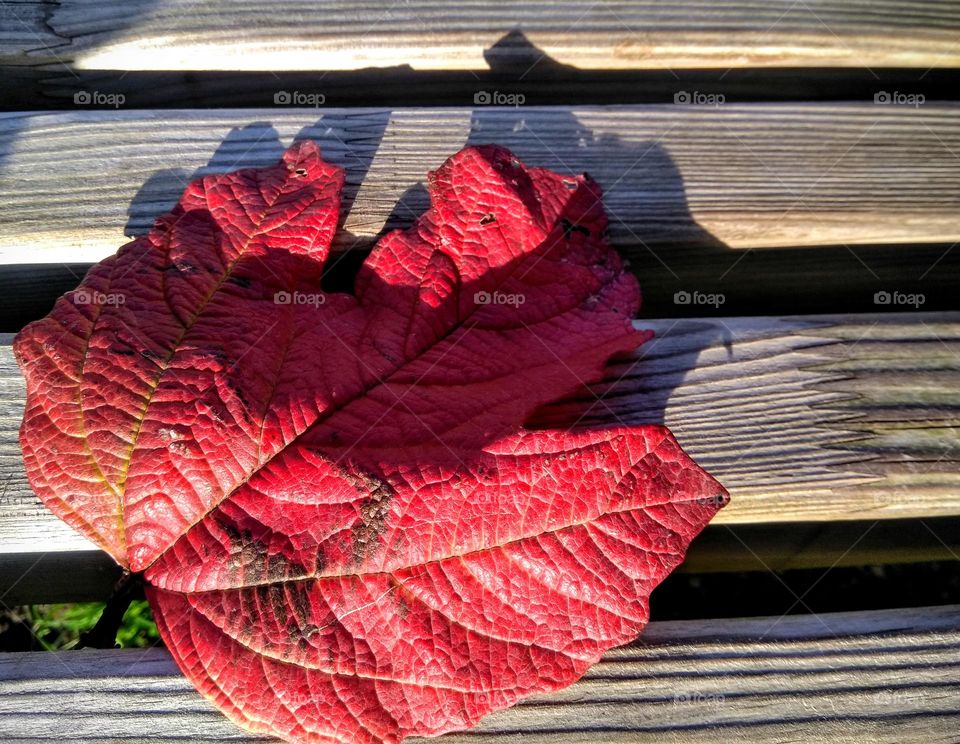 magenta colour leaf wooden background