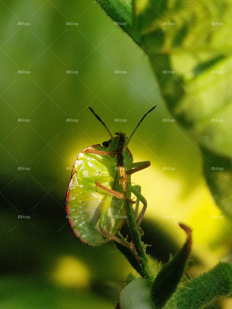 garden beetle