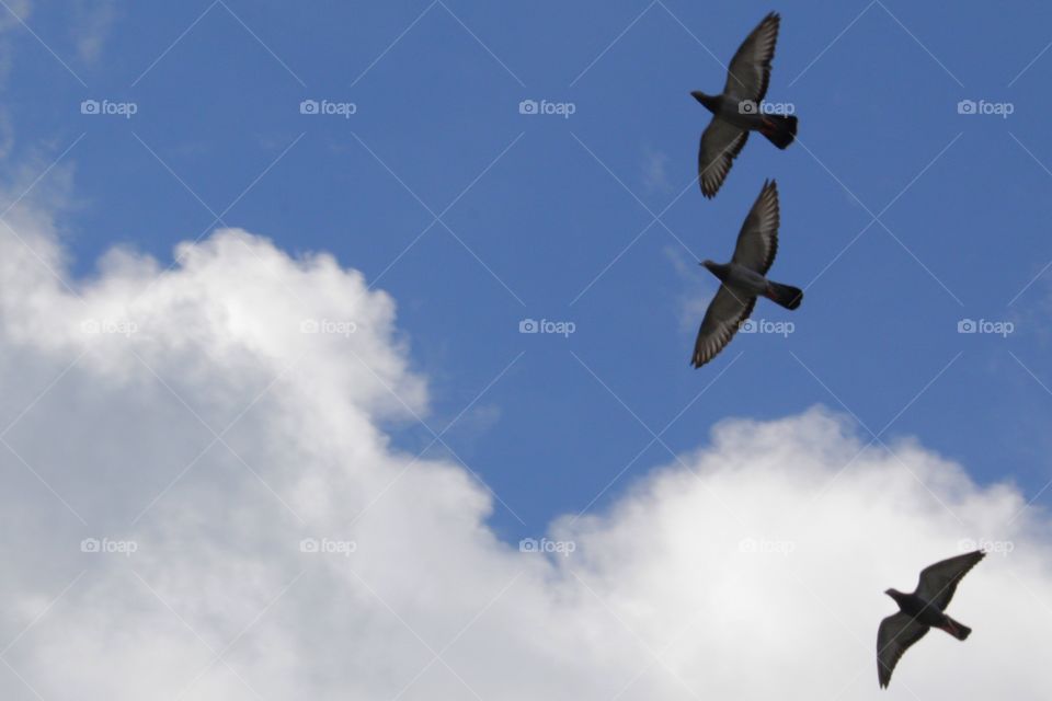 Low angle view of flying Pigeons