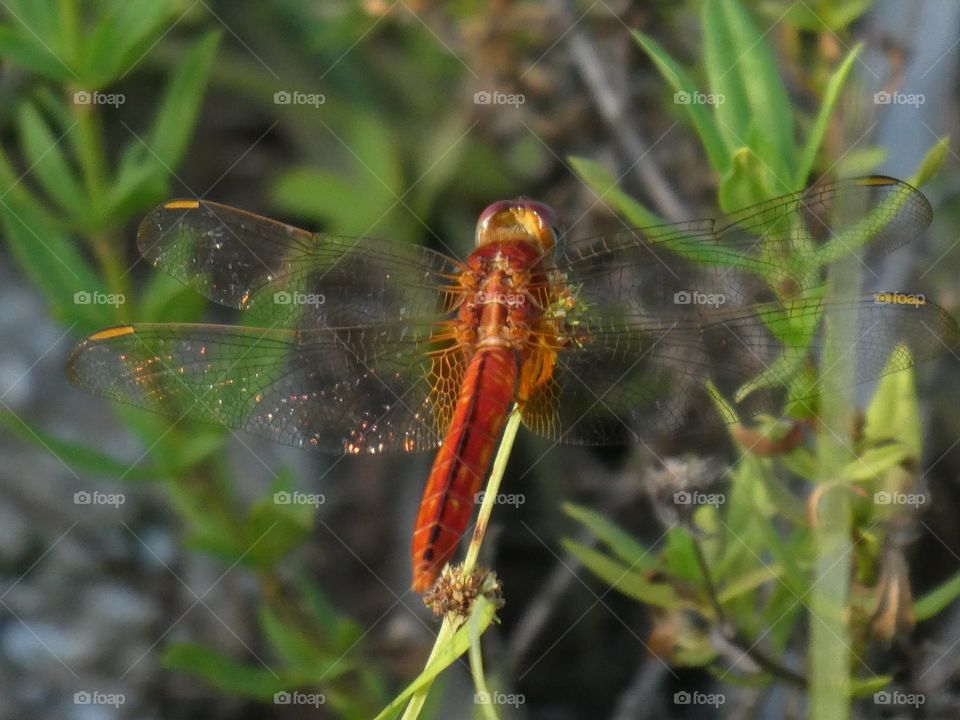 Top wings