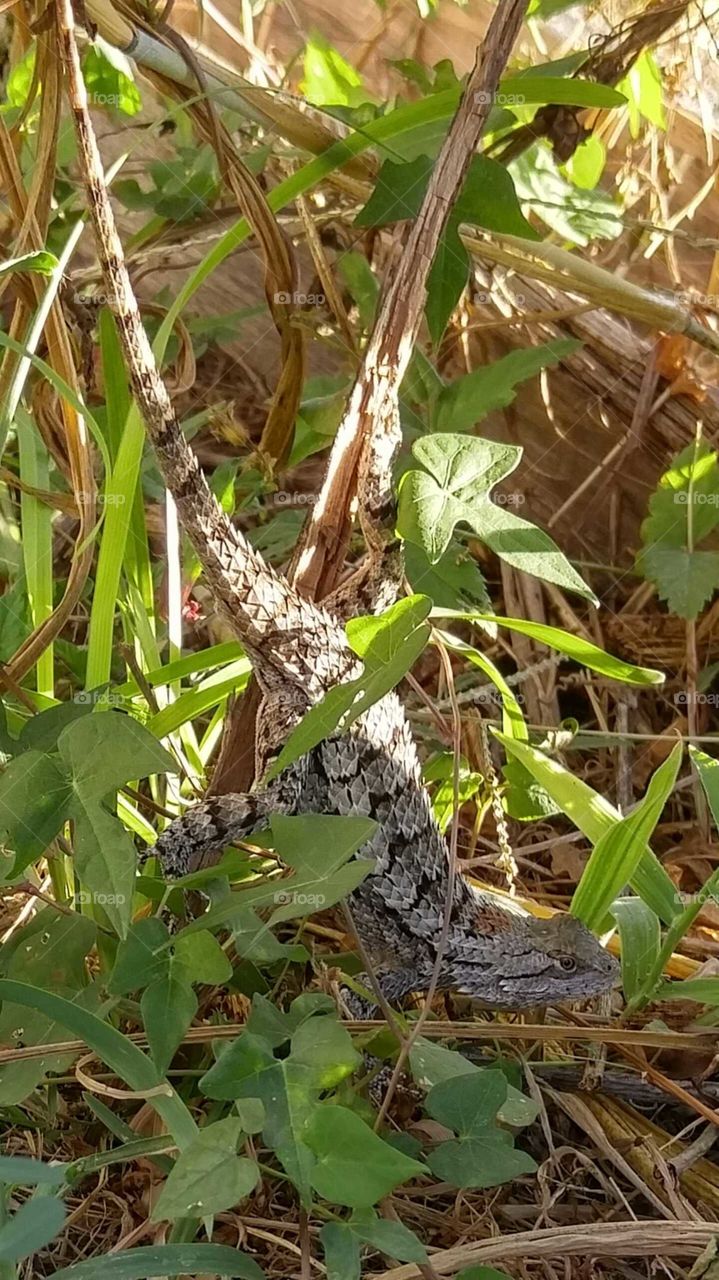 Lizard in the Grass