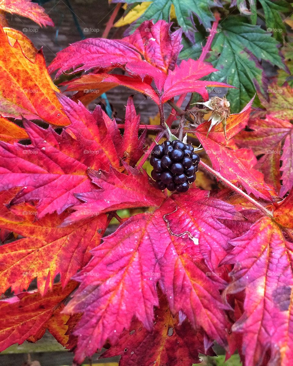 Blackberry in Fall