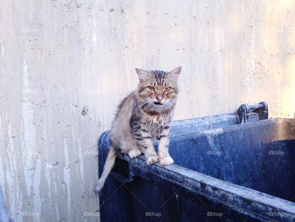 Nervous street cat with funny face 