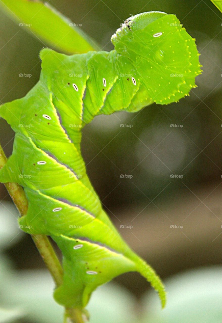 fire caterpillar ❤️