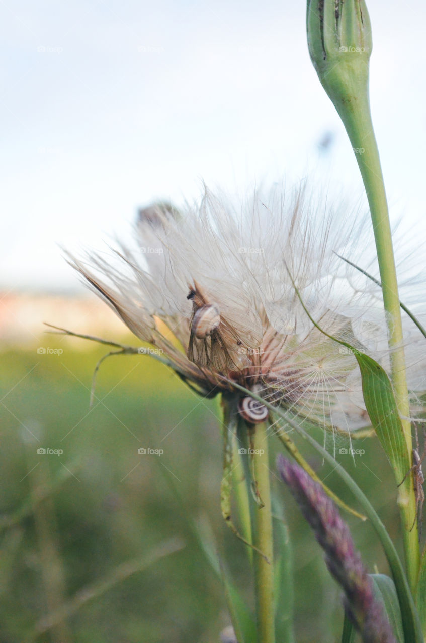 A glorious dandelion on a long hot summer day posing for a photo during a golden hour. 