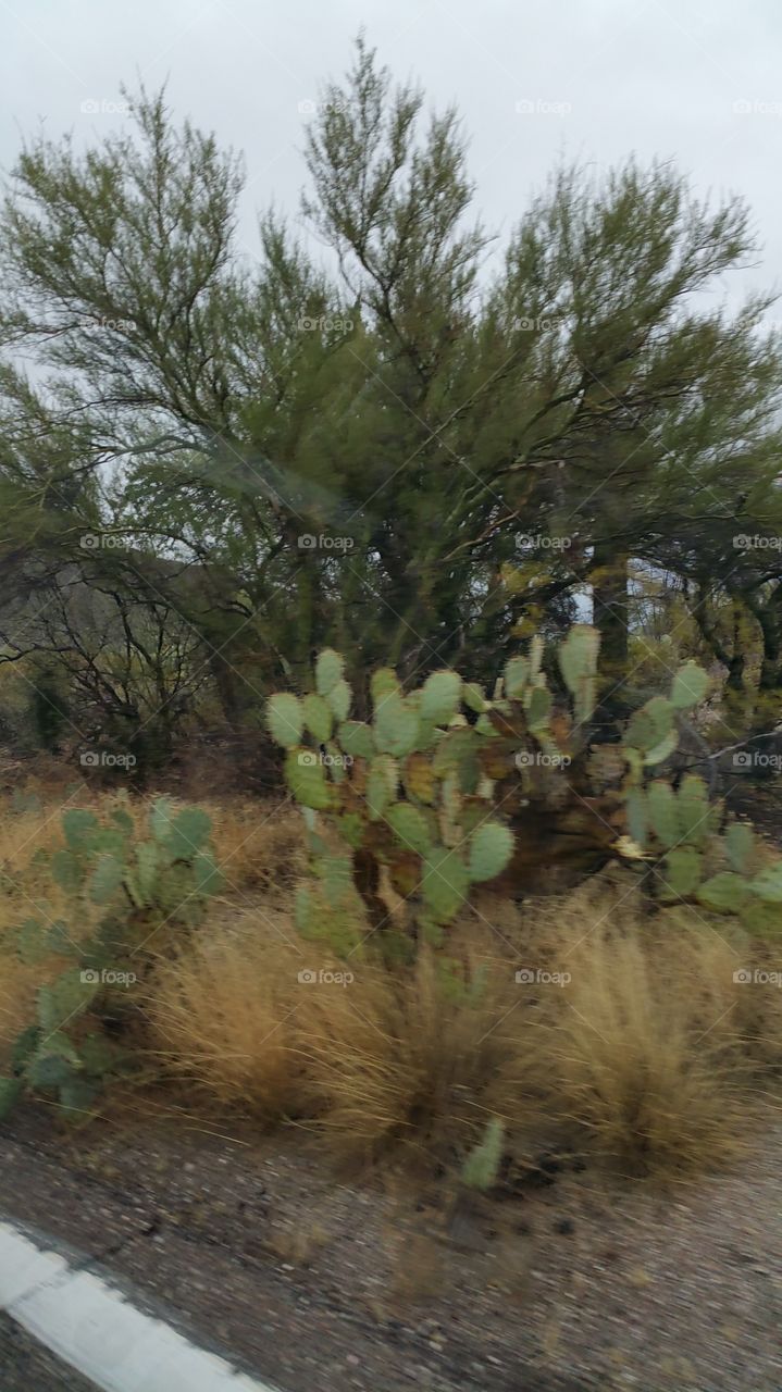 Tucson landscape