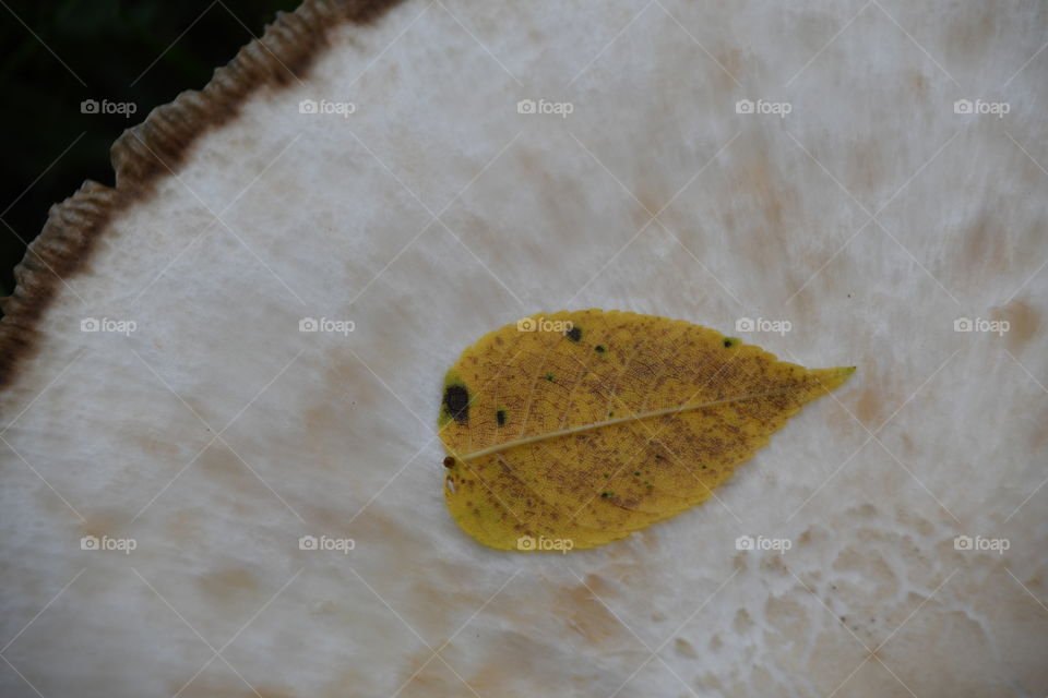 leaf on mushroom