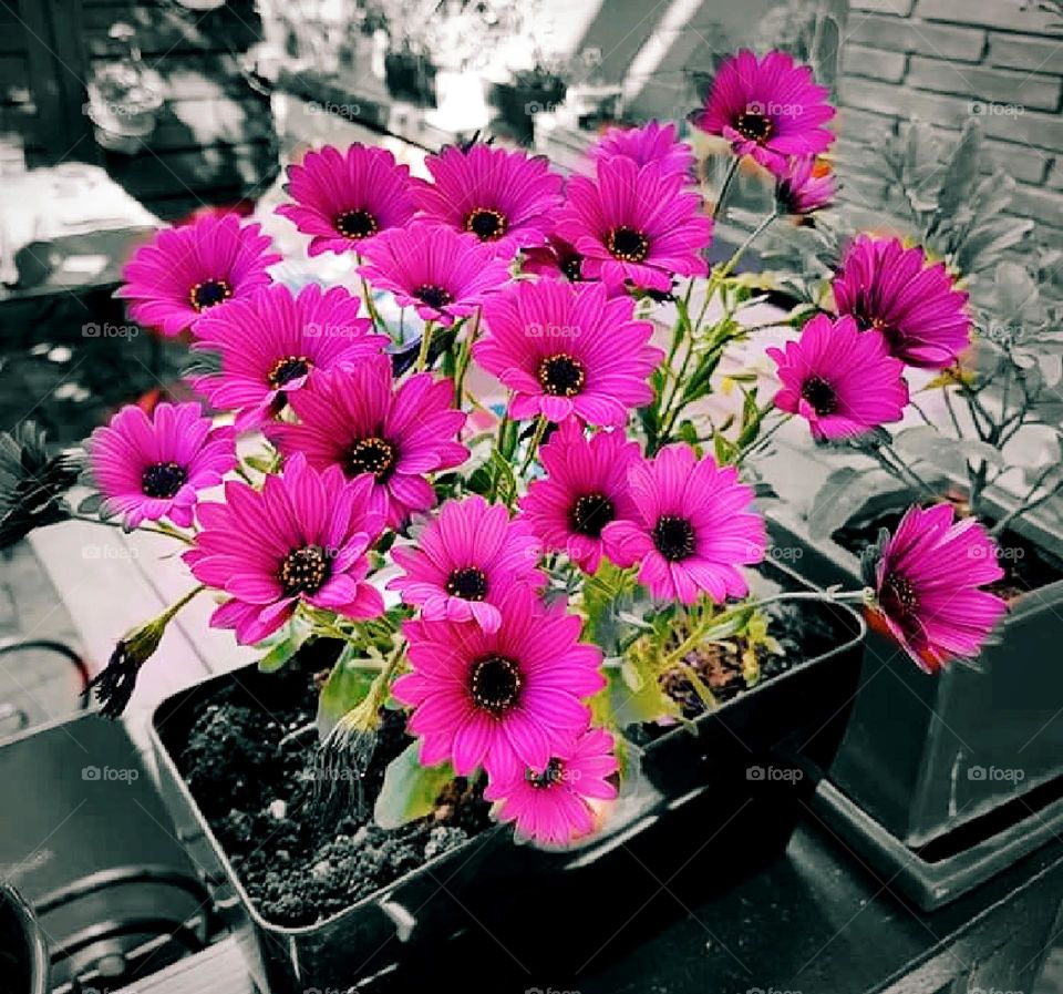 Pink Flowers