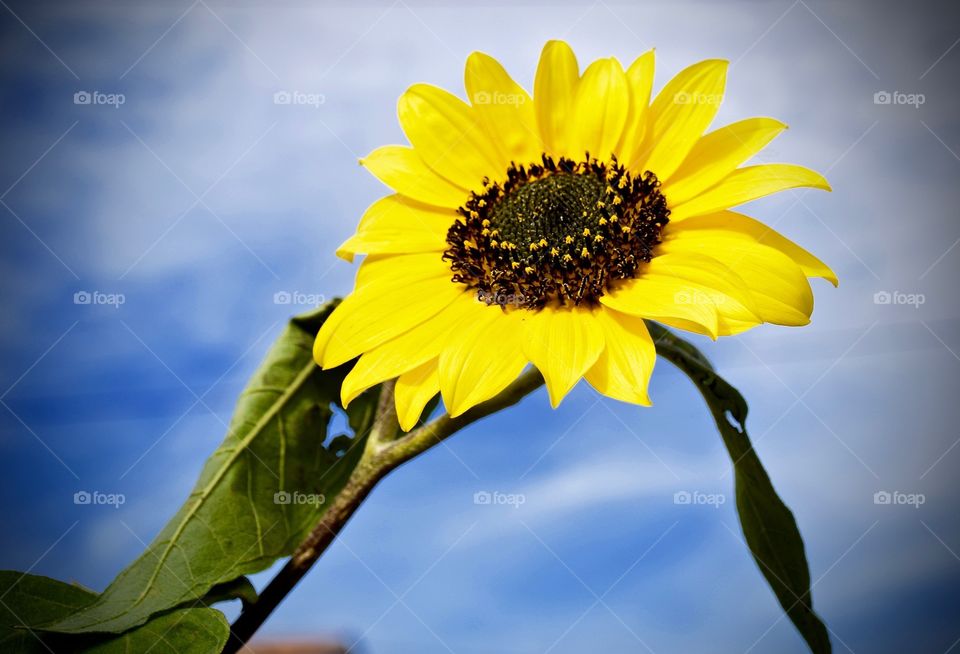 Low angle view of sunflower