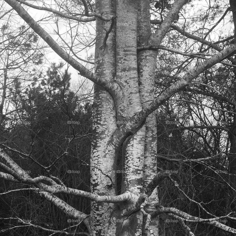 Tree, Wood, Nature, Branch, Trunk