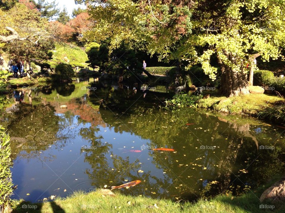 Japanese water garden 