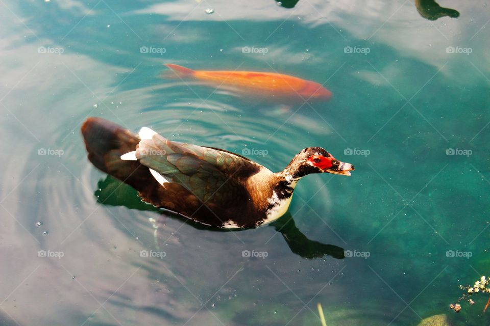 duck and fish