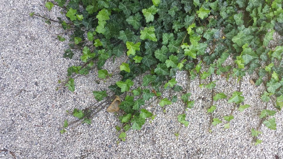 Ivy and Gravel Path