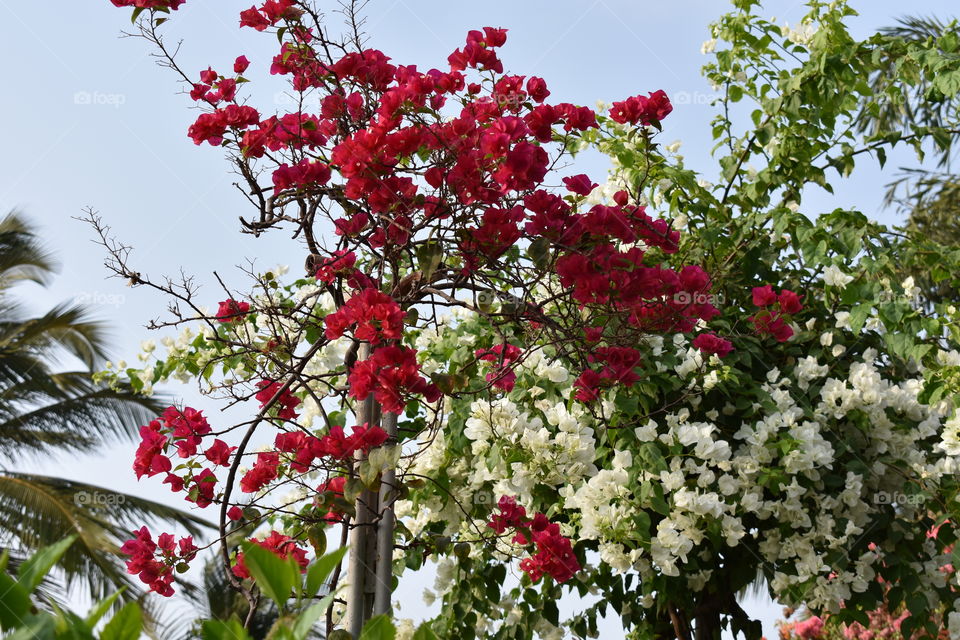 White and Red bougainvillea