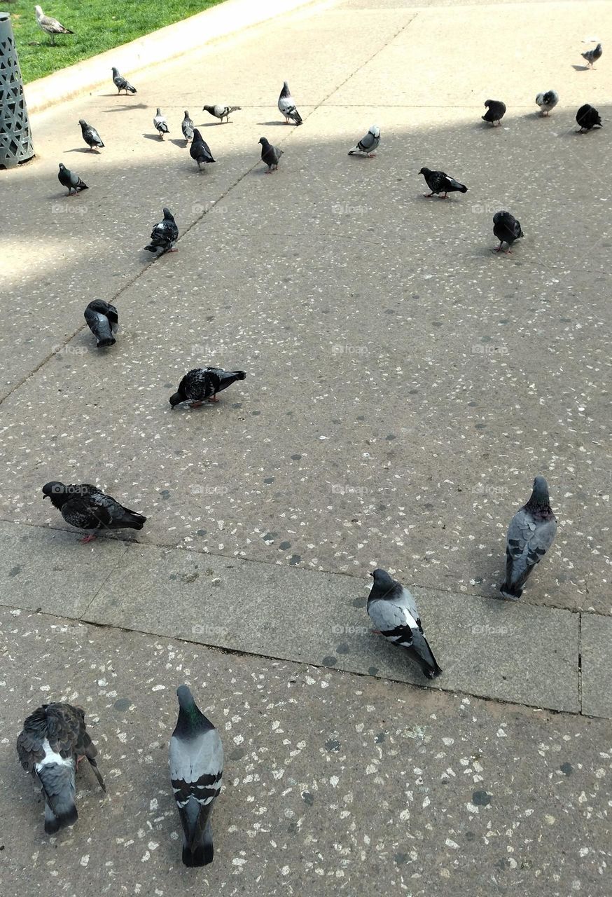 pigeons place